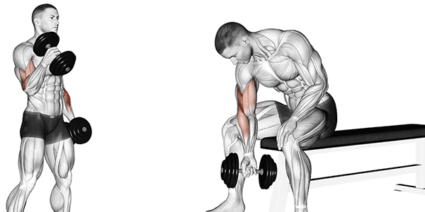 musculation