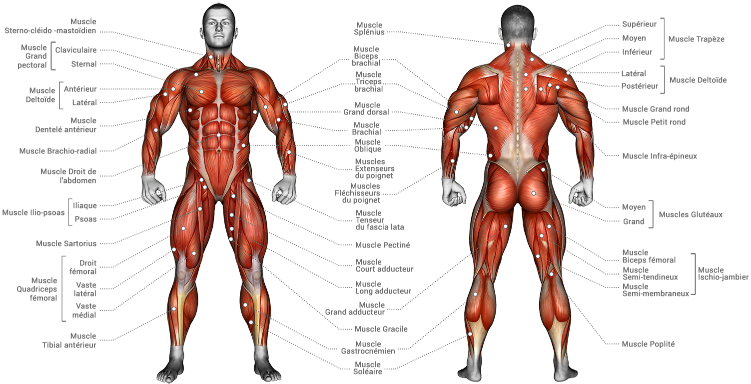 anatomie