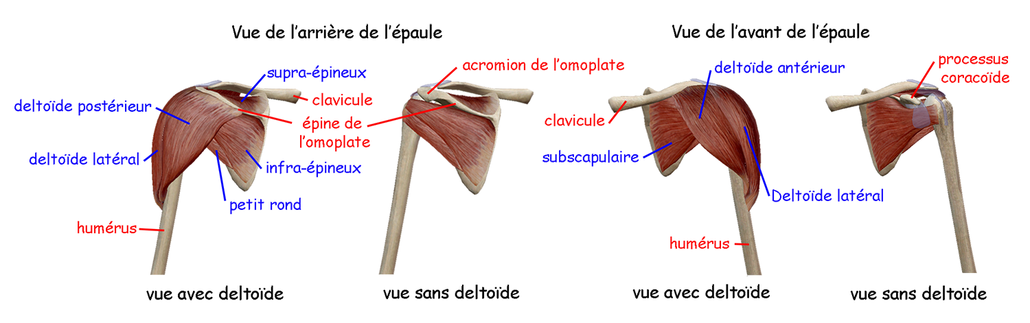 anatomie